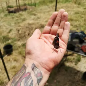 Papillon-prairie-permaculture-adopte-ton-bijou