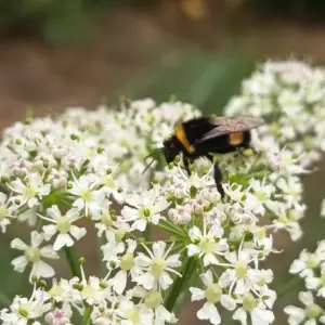 abeille-montre-en-bois-artisanale-sol-fertile-adopte-ton-bijou